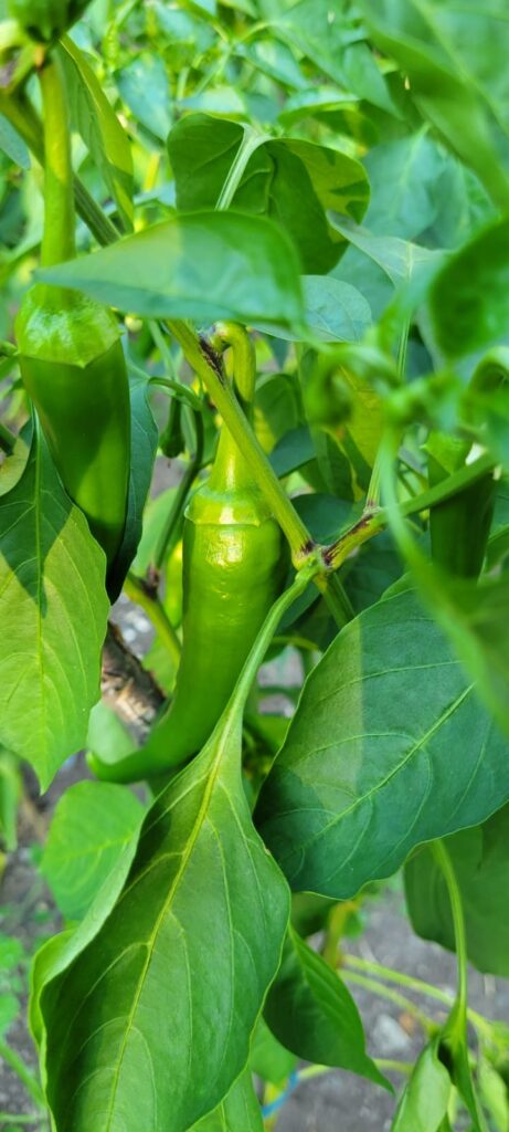 Fresh Peppers from the Garden that we use to make recipes such as Albanian Stuffed Peppers