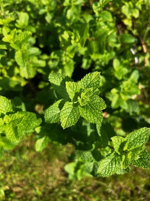 Fresh mint for sauces such as salce kosior salads