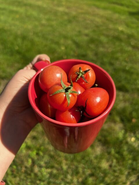 Fresh Tomatoes from the Garden