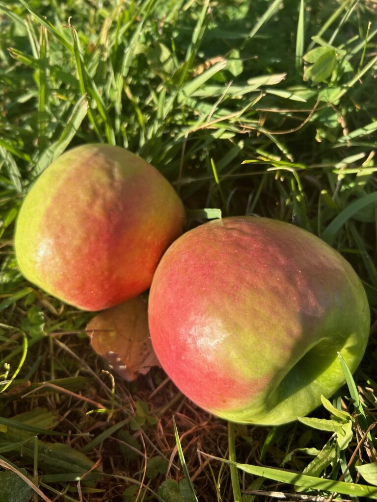 Honeycrisp apples